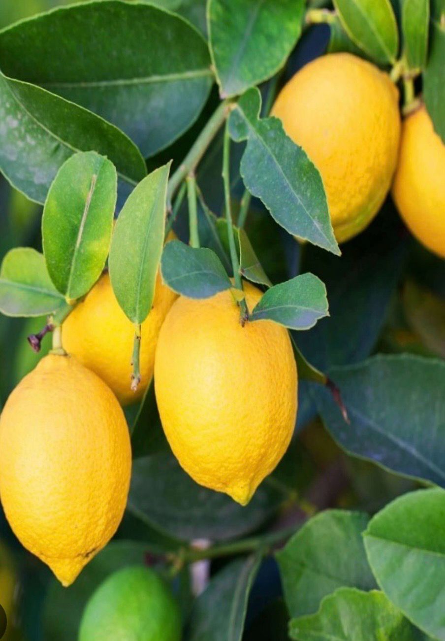 Eureka Lemon Non Grafted 4 Litre Pot Size