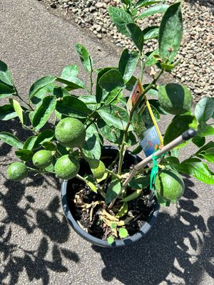 Limonicous Or Meyer Lemon Advance 300 mm Pot Size All The Plants Are Currently Heavy Fruiting Or Just Fruiting Condition