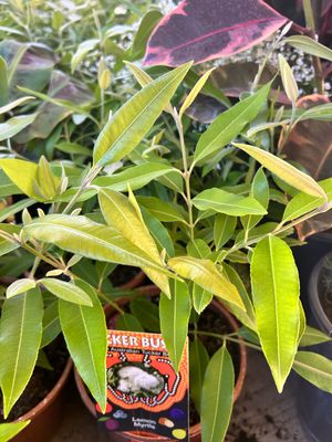 Lemon Myrtle 170 mm Pot Size