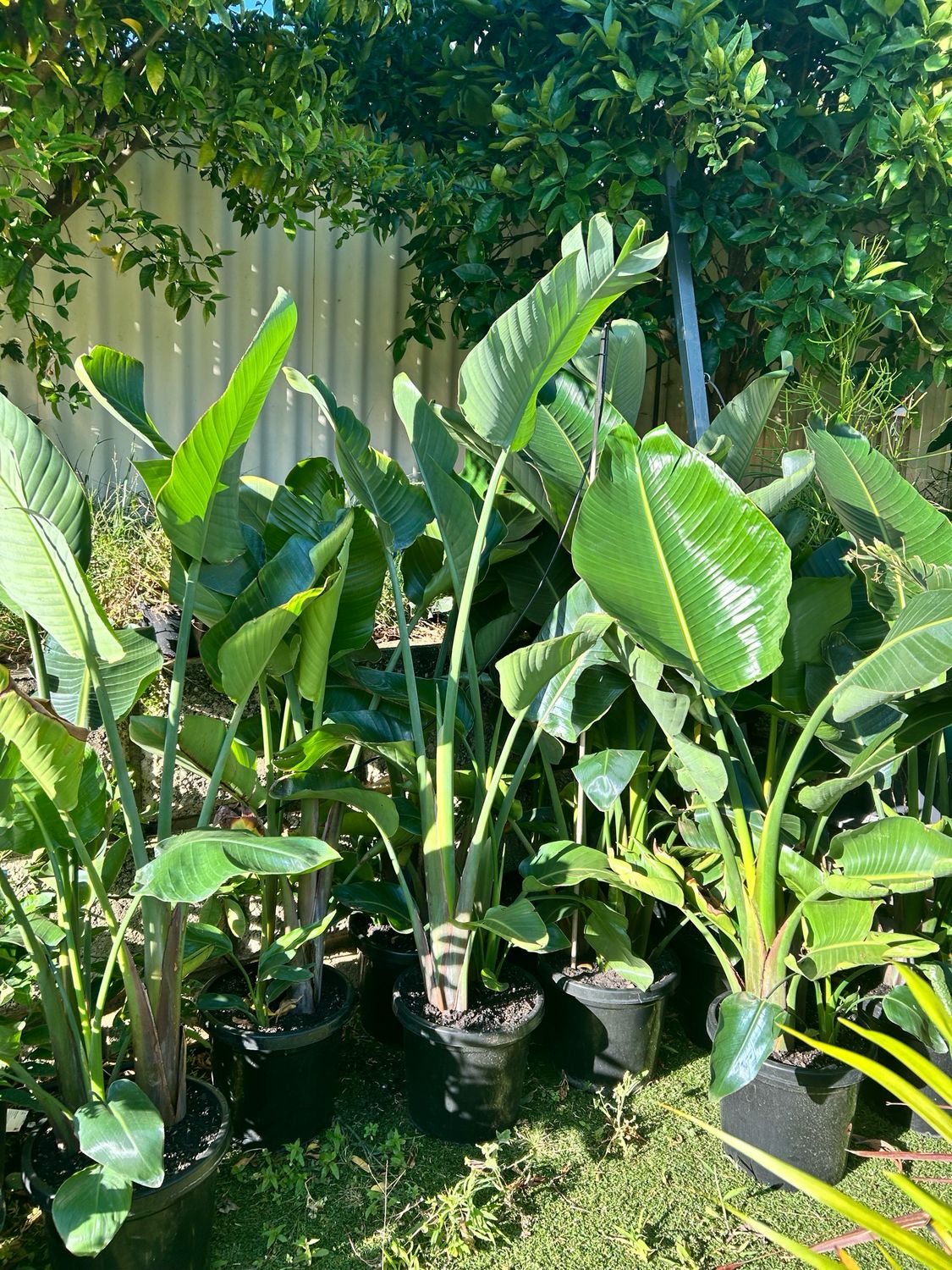 Fruiting Bambaroo Mango