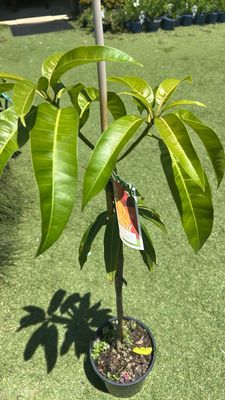 Fruiting Bambaroo Mango