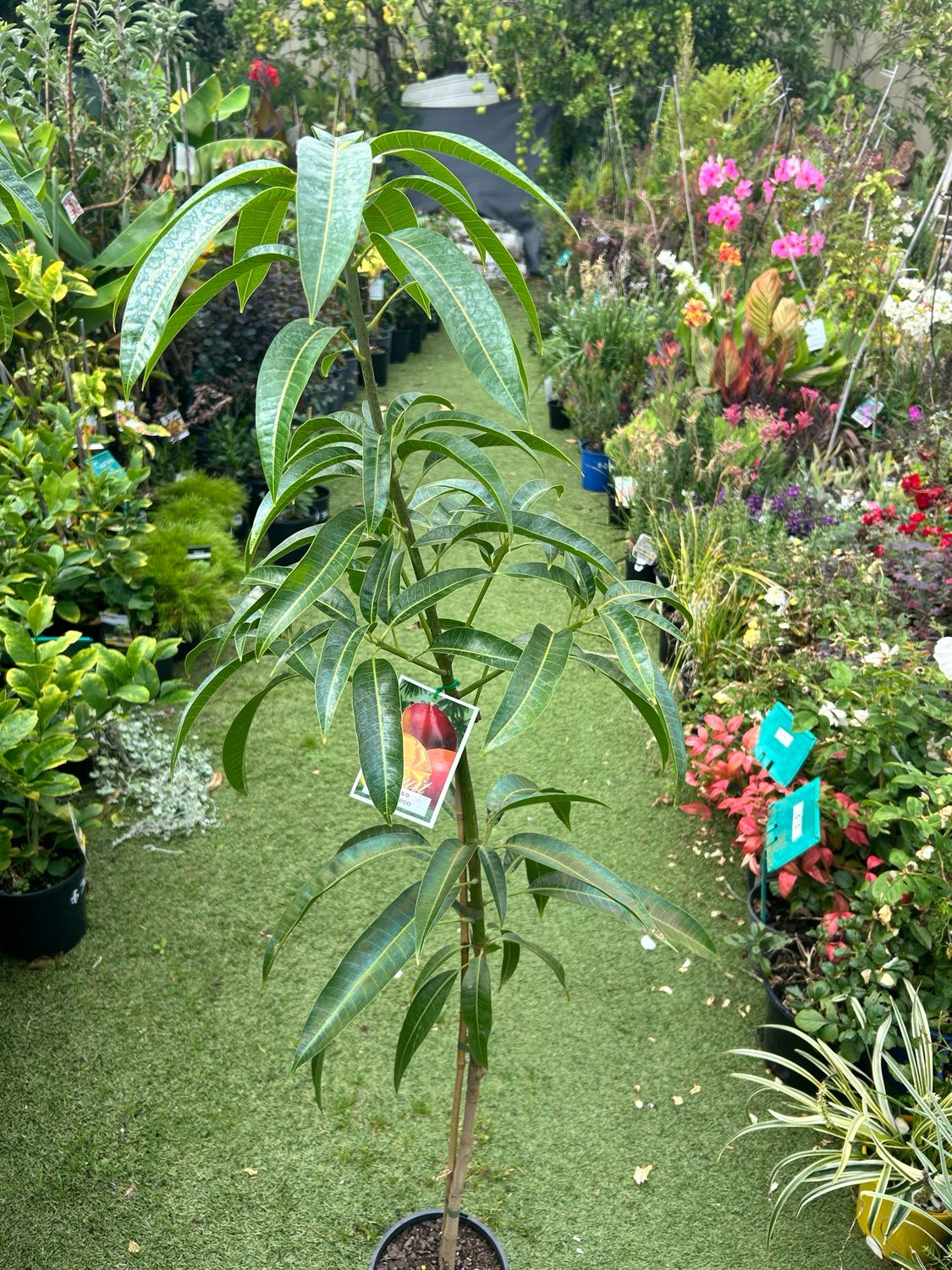 Bambaroo Mango Grafted