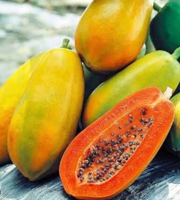 Carica Papaya Dwarf Red Lady 140 Mm Pot Size