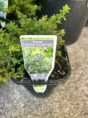 Lemon Thyme