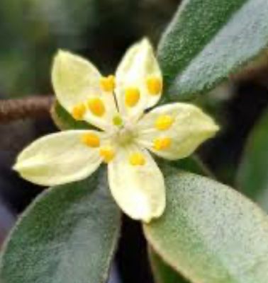 Asterolasia Lemon Essence