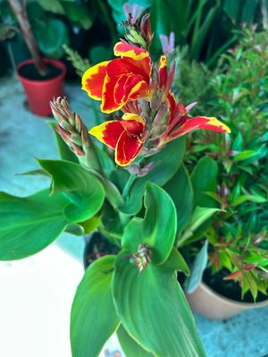 Canna Cannova Red Golden Flame