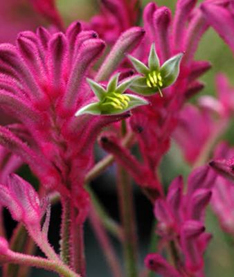 Bush Pearl Kangaroo Paw