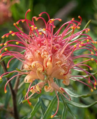 Grevillea Superb 140 mm Pot Size