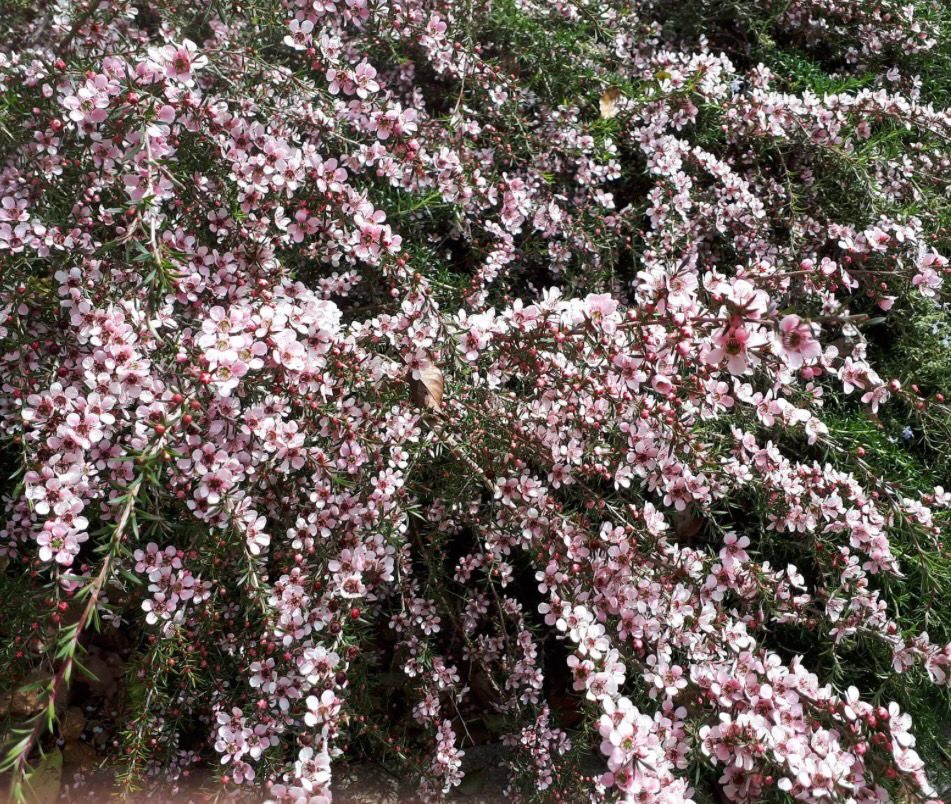 Leptospermum Pink Cascade