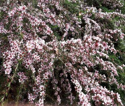 Leptospermum Pink Cascade