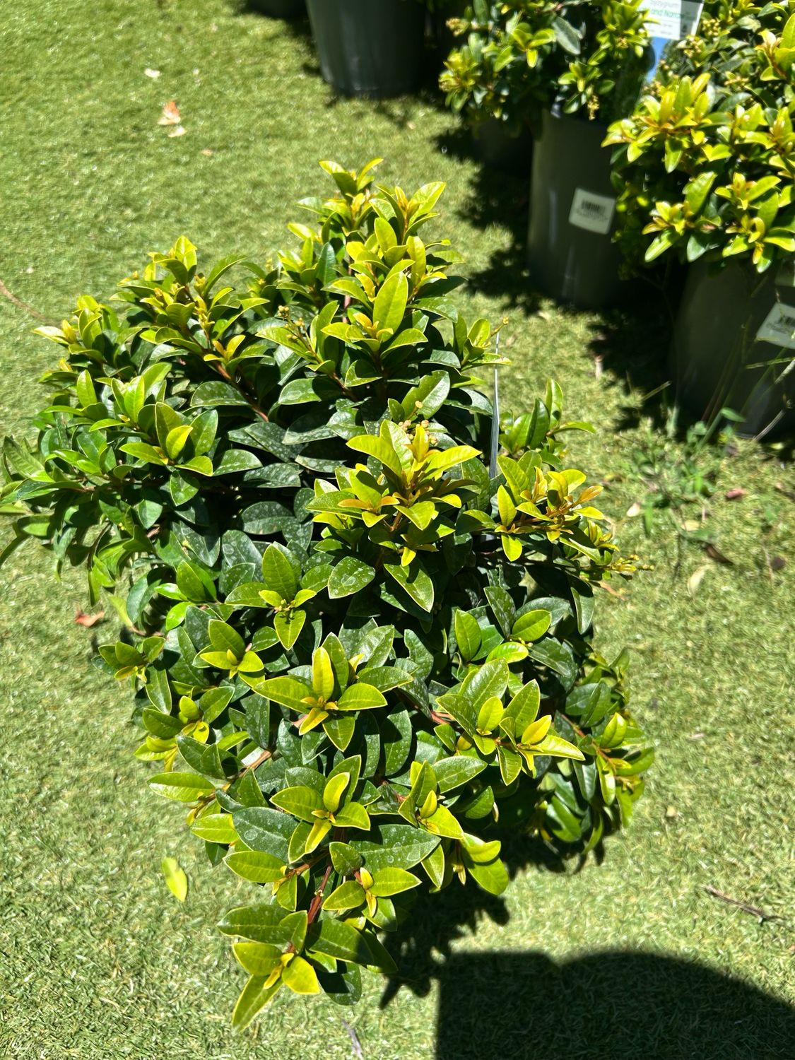 Lilly Pilly Resilience