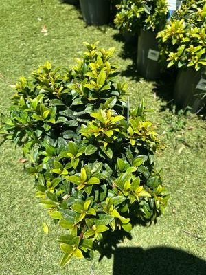 Lilly Pilly Resilience