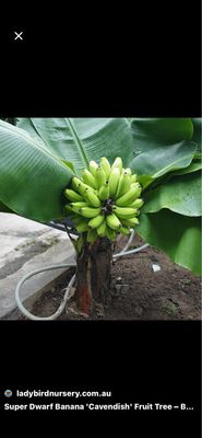 Super Dwarf Cavendish