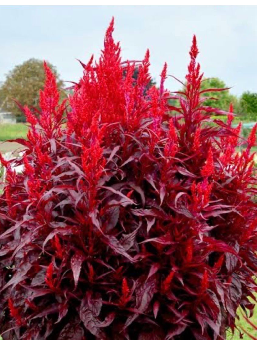 Cellsia Dragon Breath