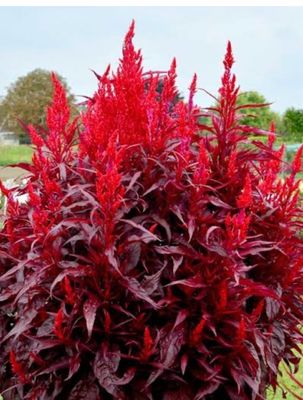 Cellsia Dragon Breath