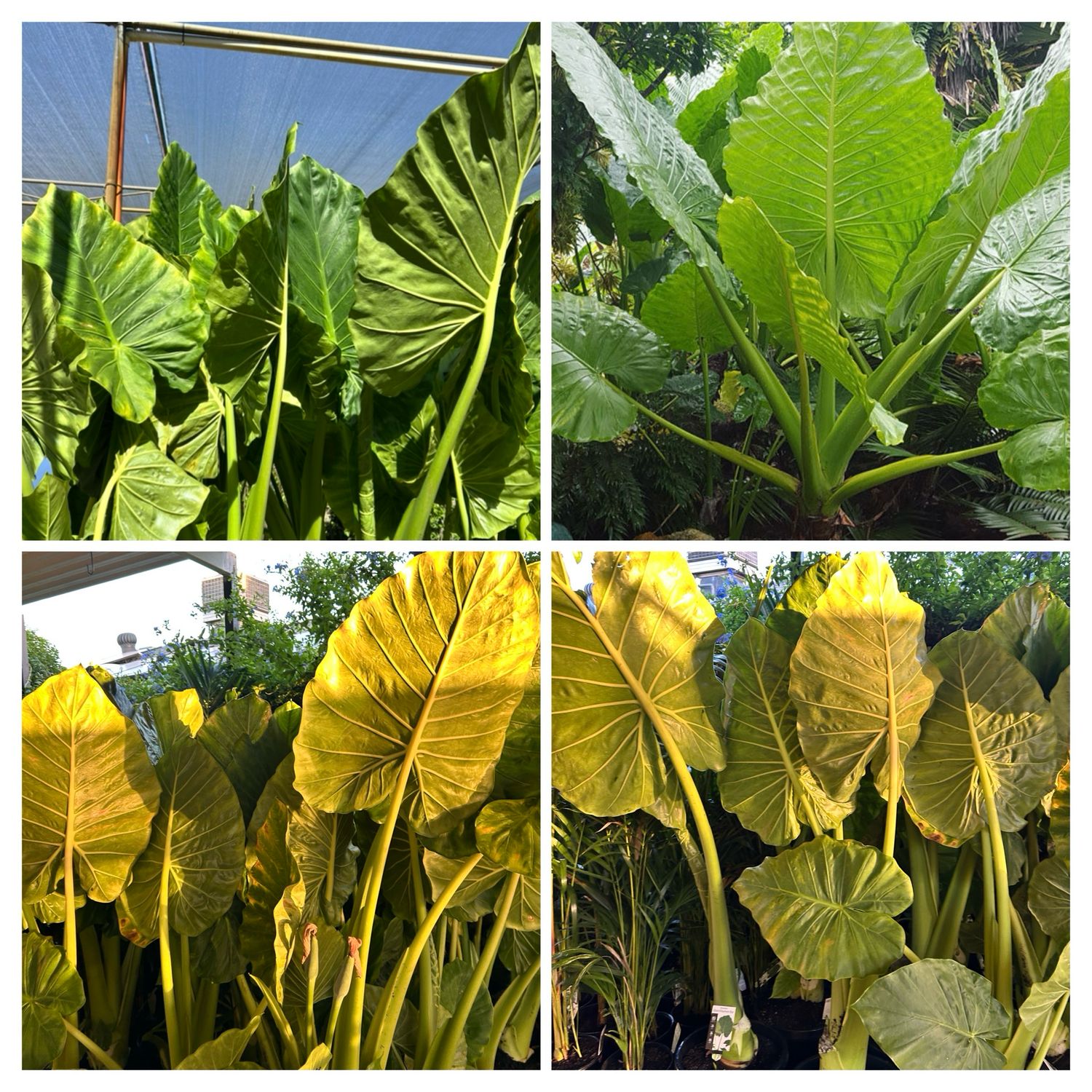 Alocasia Giant Elephant Ears 300 Mm Pot Size