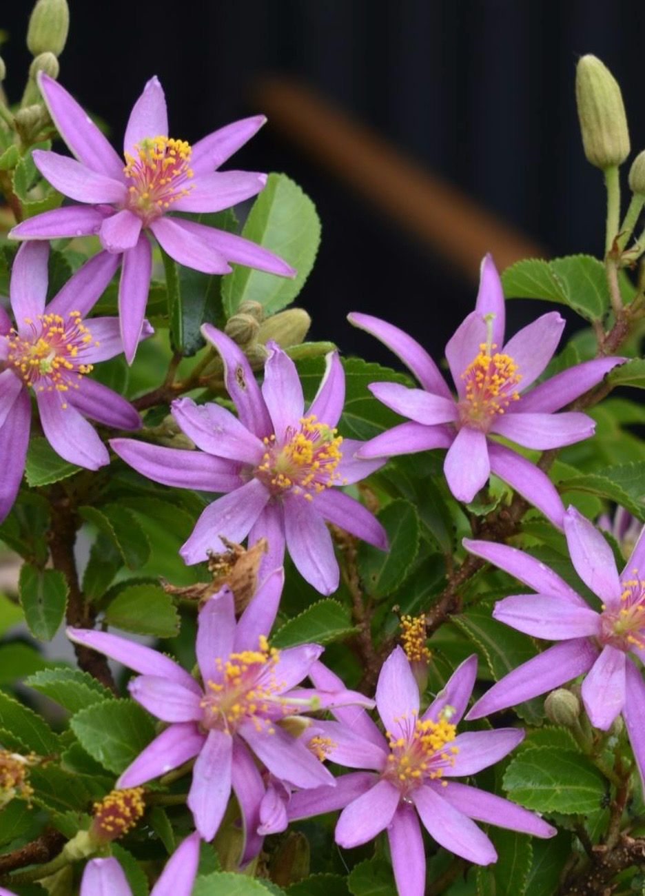 Grewia Caffra Lavender Star 180 Mm Pot Size