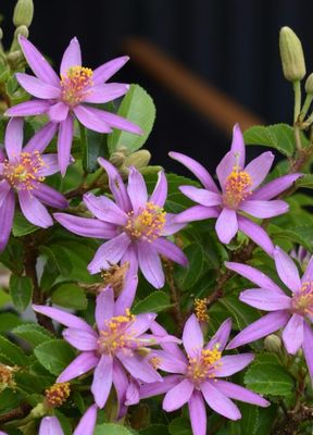 Grewia Caffra Lavender Star 180 Mm Pot Size