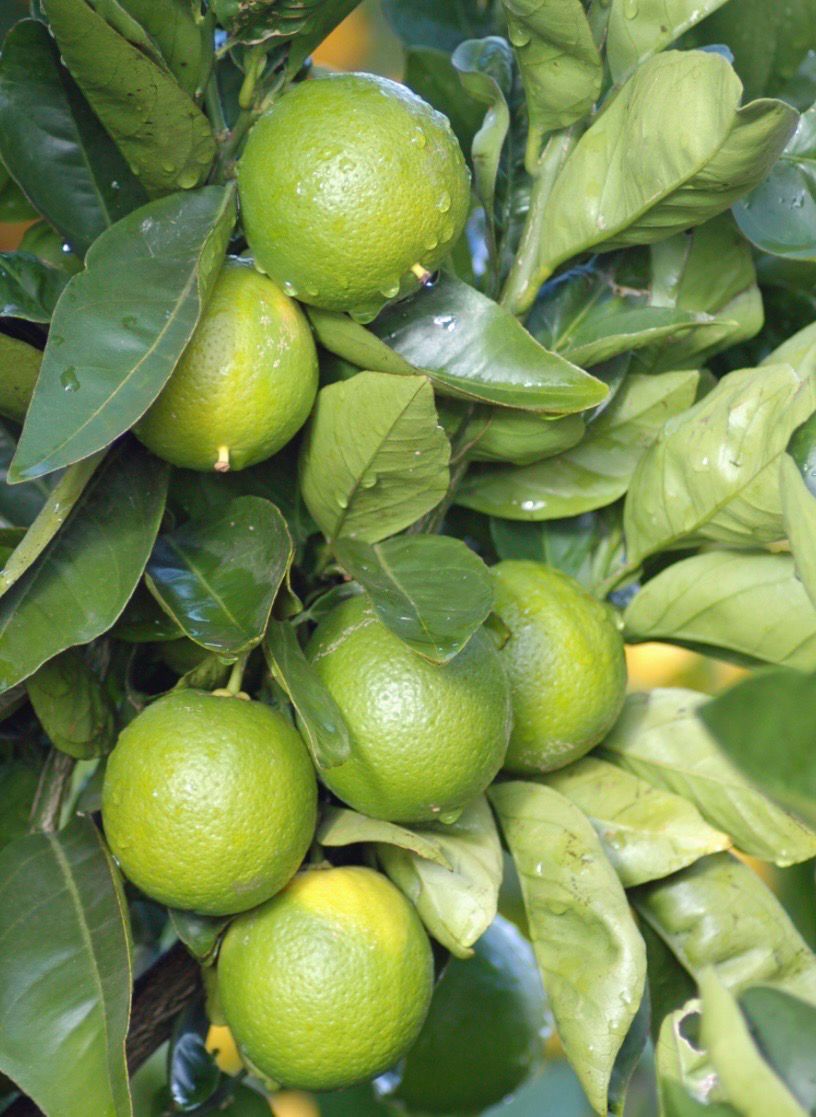 Tahitian Lime Tree Dwarf 5Litre Pot Size Ready To Fruiting