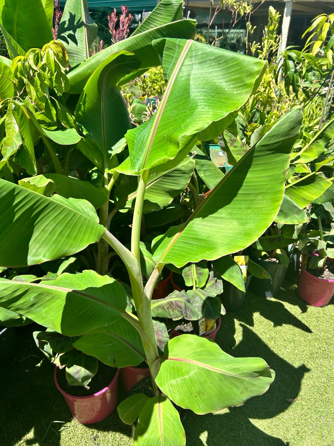 Musa Dwarf Ducasse Or Sugar Banana Perfect For Coastal Environments