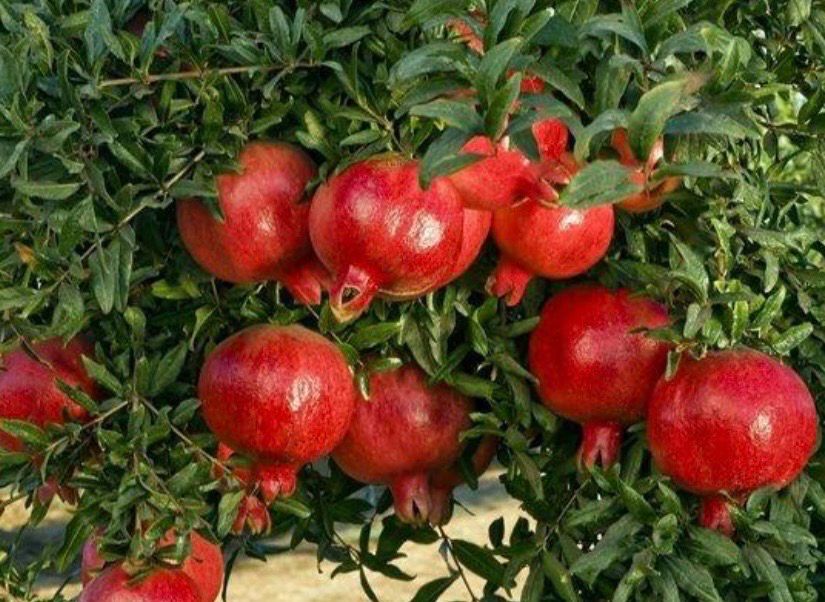 Pomegranate Azerbaijani