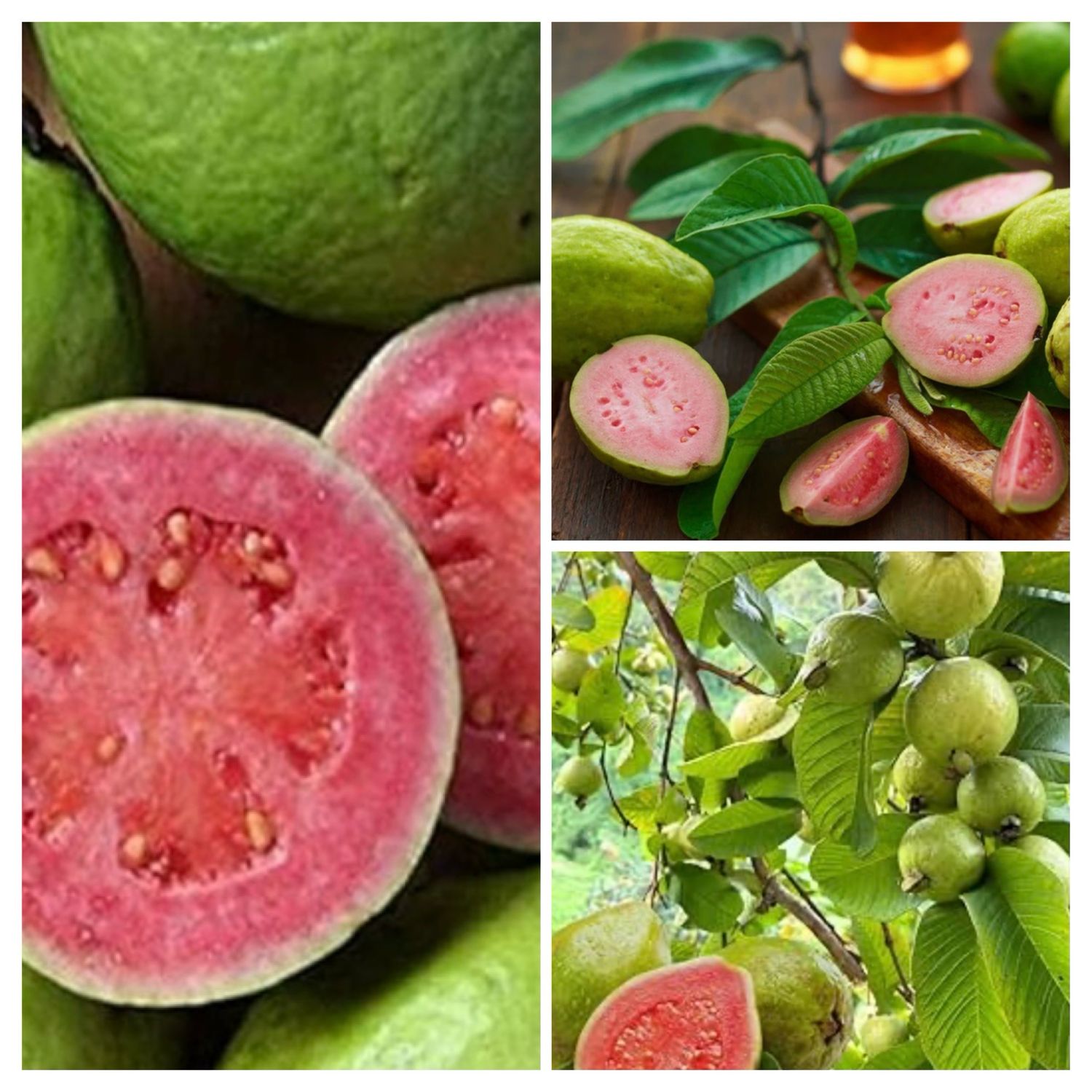 Pink Guava Hawaiian