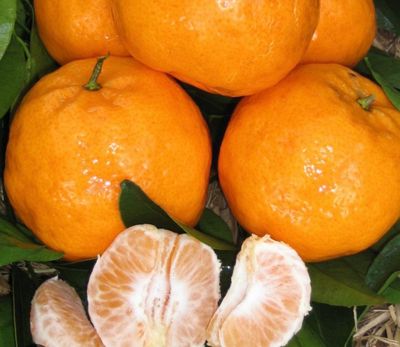 Grafted Imperial Mandarin