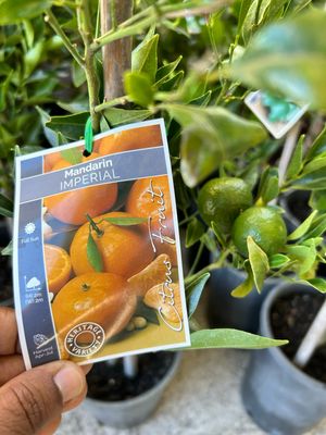 Imperial Mandarin Grafted 5 L Pot