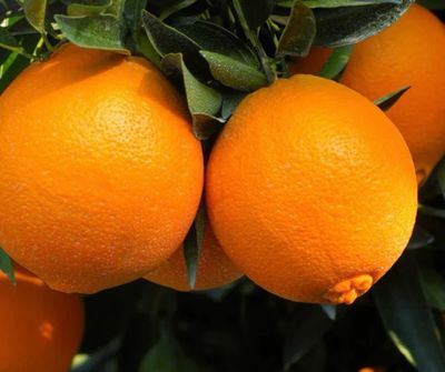 Washington Naval Orange Grafted 200 mm Pot Size