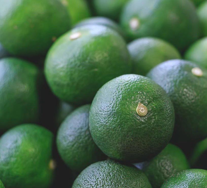 Sudachi Lime 200 Pot Size