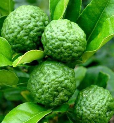 Kaffir Lime