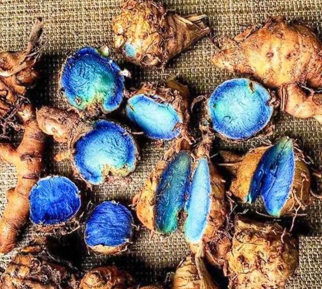 Black Turmeric 180 mm Pot Size