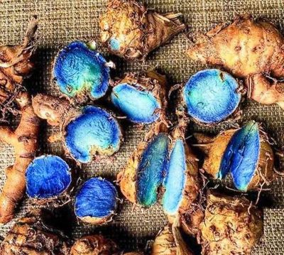 Black Turmeric 180 mm Pot Size