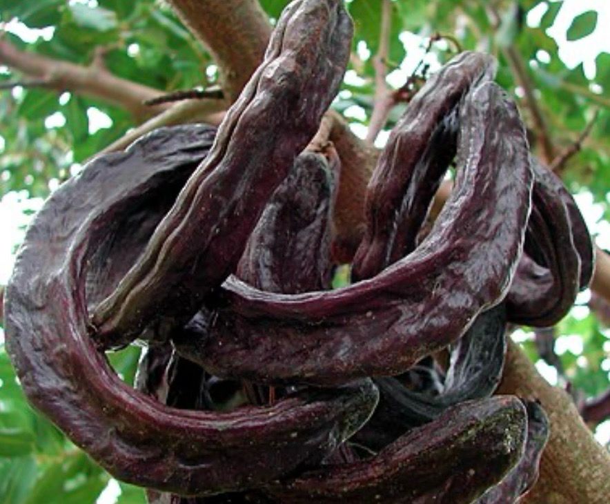 Carob Tree
