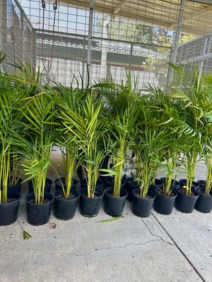 Sun Harden Golden Cane Around a Meter Tall 200 mm Pot Size