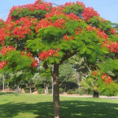 Royal Poinciana Or Delonix Regia Flame Tree 5 L Pot Size Approximately 750 Mm Tall