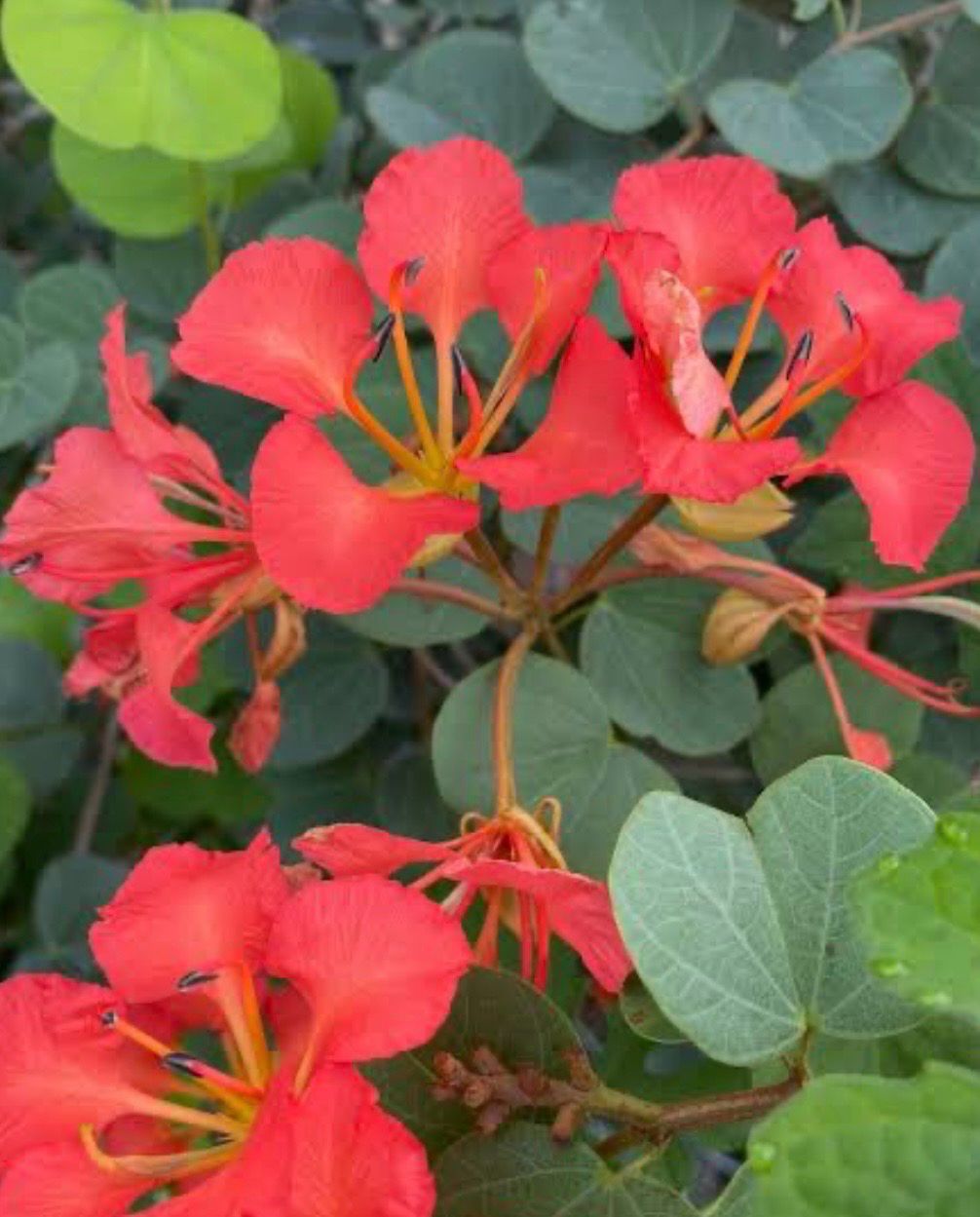 Bauhinia galpinii – Red Bauhinia / Pride of De Kaap 5 Litre Pot Size