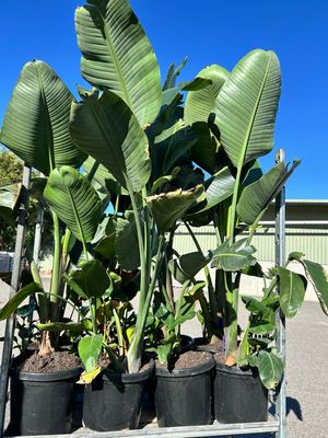 Giant Bird of Paradise – Strelitzia Nicolai | Tropical Plant 300 Mm Pot Size