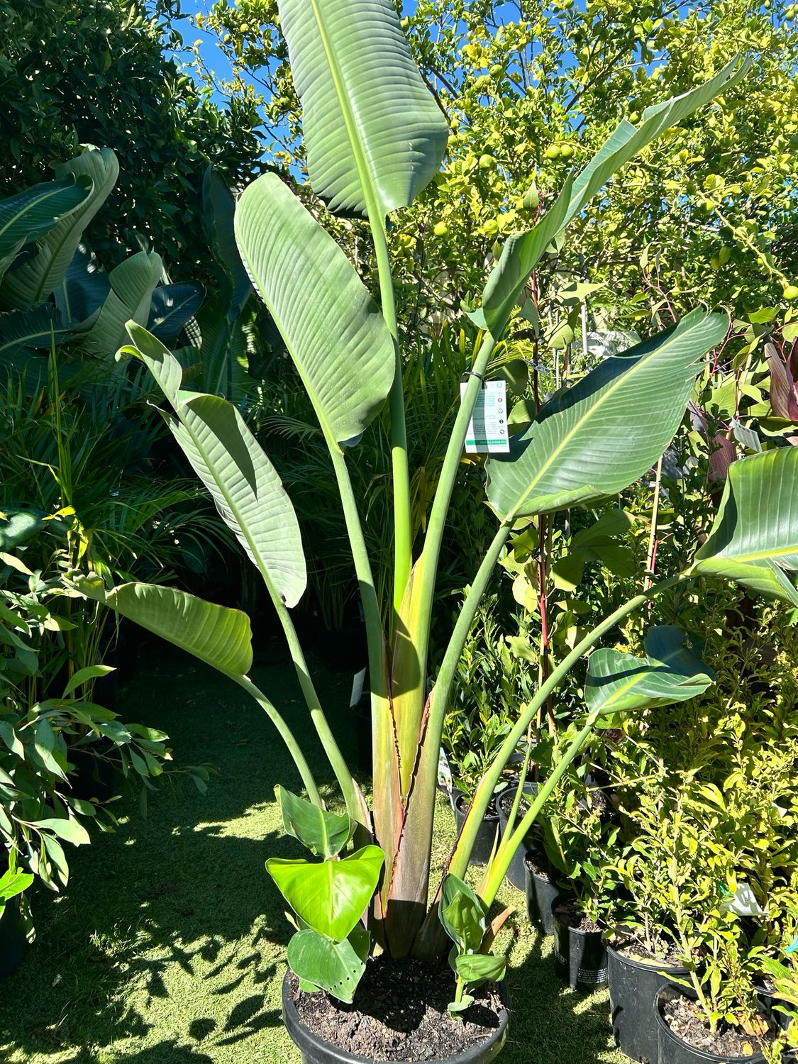 Giant Bird of Paradise – Strelitzia Nicolai 14L Pot
