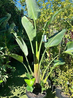 Giant Bird of Paradise – Strelitzia Nicolai 14L Pot