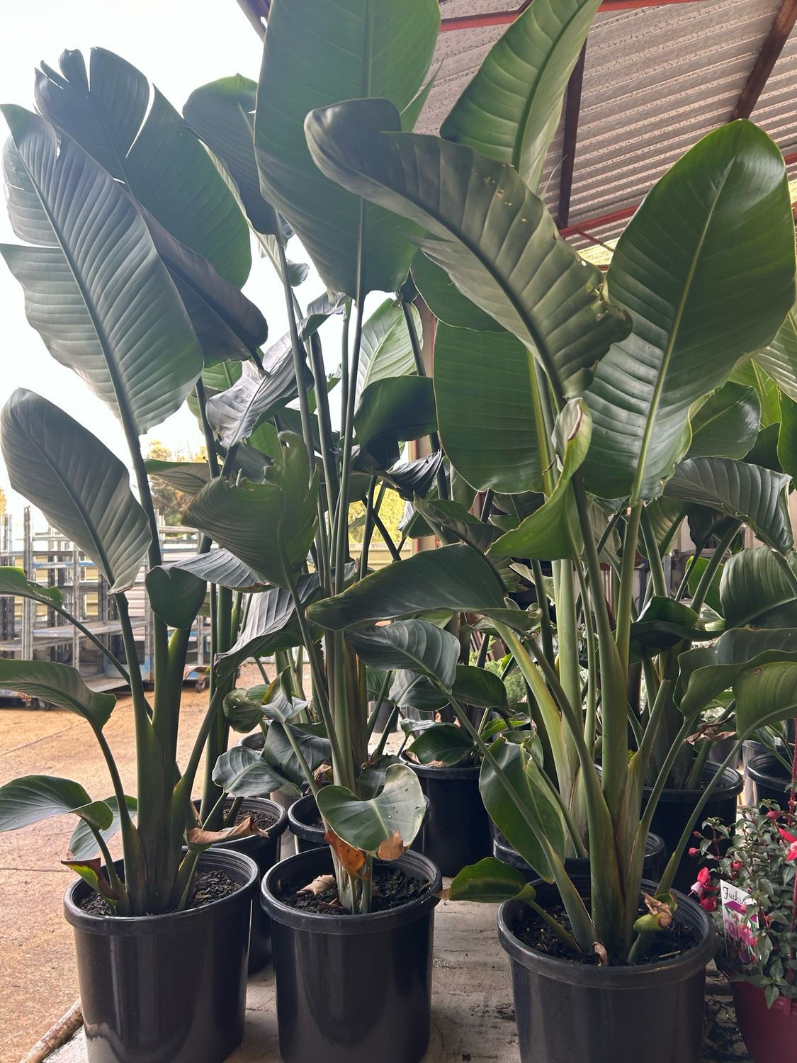 Giant Bird of Paradise – Strelitzia Nicolai 8 L Pot