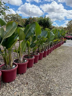 Giant Bird of Paradise Or Strelitzia Nicolai 30 L Pot
