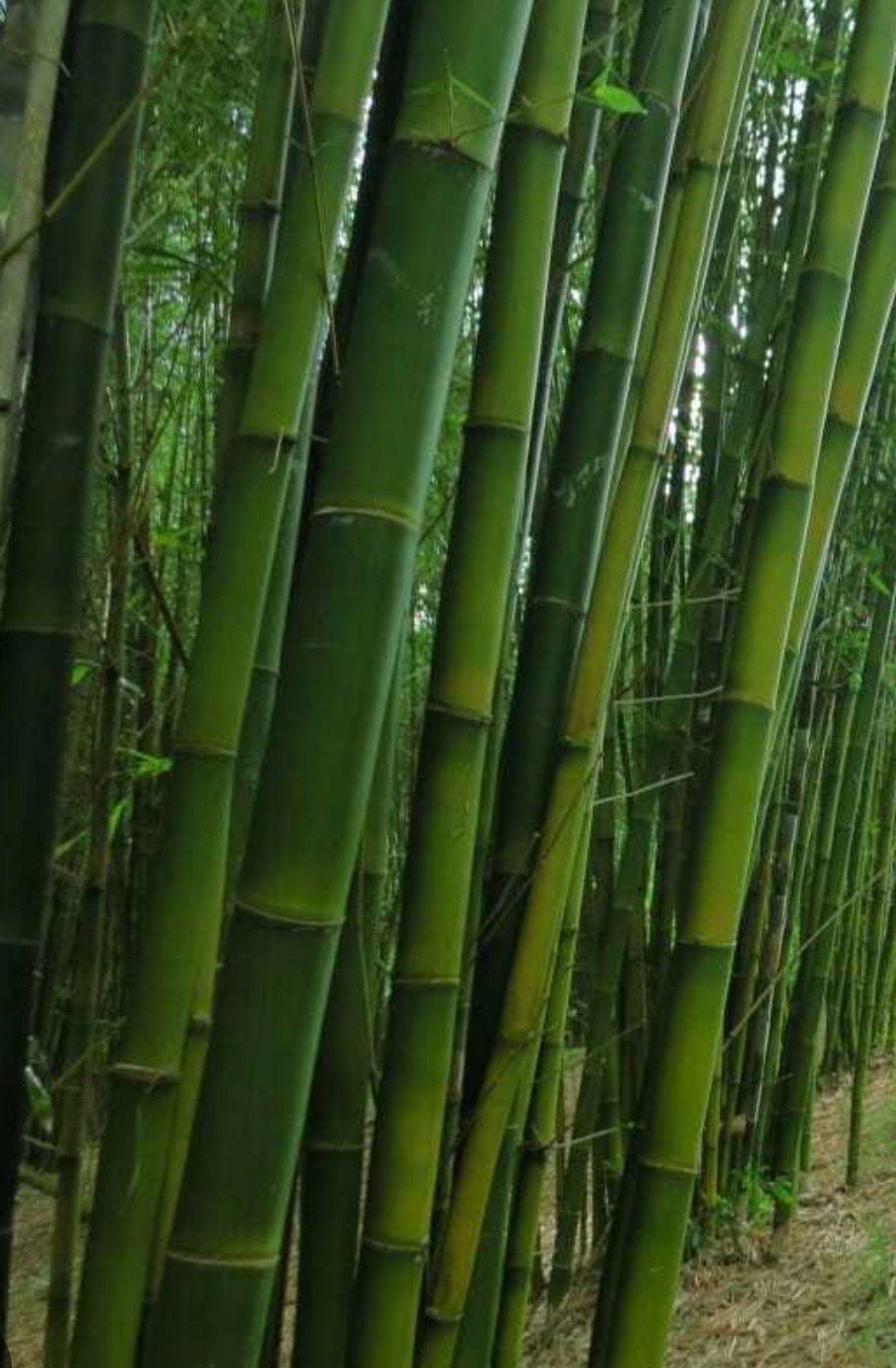 Bambusa Oldhami 5 Litre Pot Size