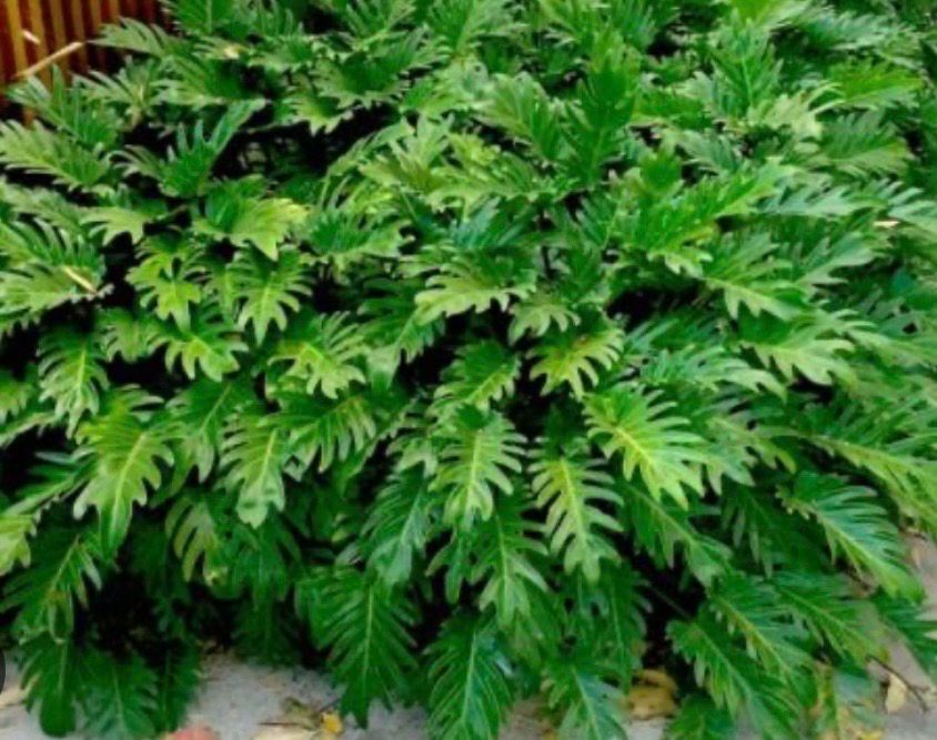 Philodendron Xanadu 5 Litre Pot Size