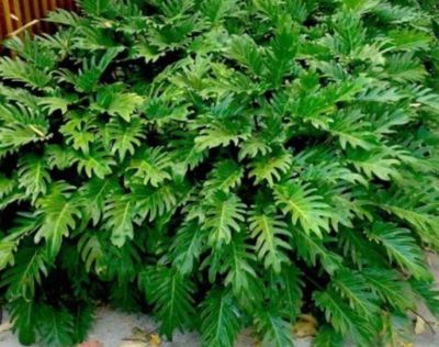 Philodendron Xanadu 5 Litre Pot Size