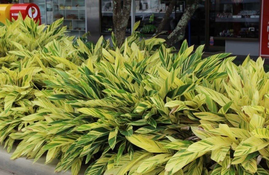 Alpinia Zerumbet Varigata Or Variegated Shell Ginger 180 mm Pot Size