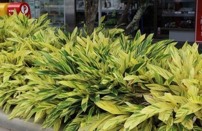 Alpinia Zerumbet Varigata Or Variegated Shell Ginger 180 mm Pot Size