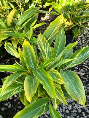 Alpinia Zerumbet Varigata Or Variegated Shell Ginger 4 L Pot