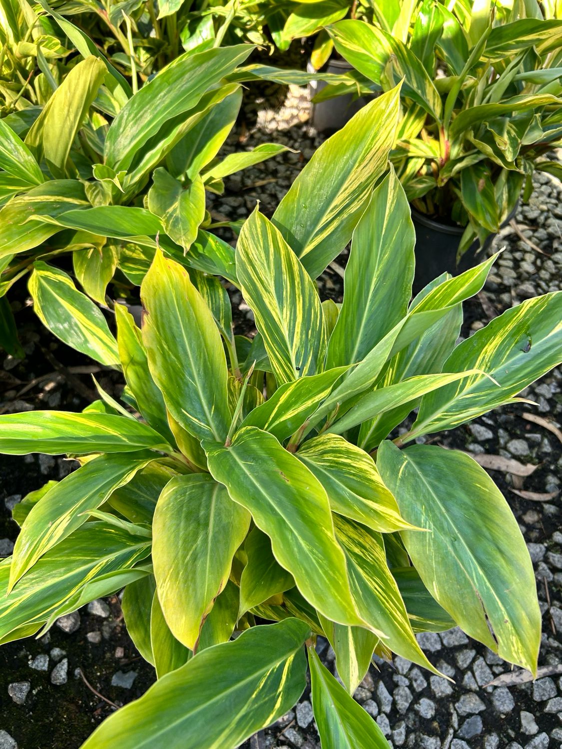Alpinia Zerumbet Varigata Or Variegated Shell Ginger 4 L Pot