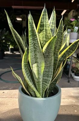 Sansevieria Superba 5 Litre Pot Size